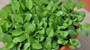 गुणकारी और औषधीय मेथी घर पर कैसे उगाएं, पढ़ें सरल विधि। how to grow methi seeds at home