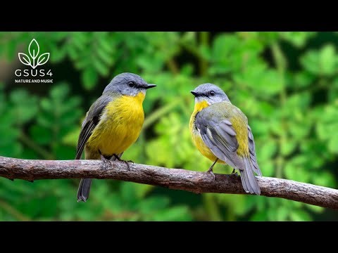 11 Hours Birdsong Relaxation - Relaxing Birdsong for Deep Sleep & Stress Relief - Nature Sounds