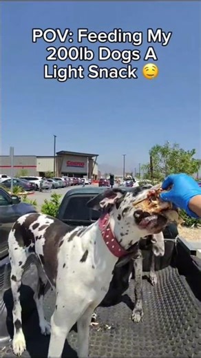 3 great Dane dogs eating 8 Costco chickens 😳 #dogs #dogsworld #doggie #pov #trending #foryou #fyp