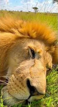 😂😂😂 #lionfunny #funny #lion