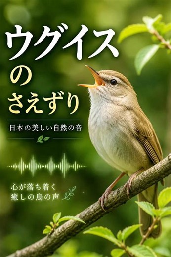 Japanese Bush Warbler Singing | Relaxing Bird Sounds in Nature