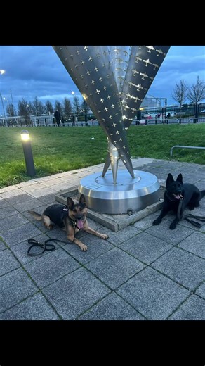 Saoirse & Hela 🙌 @Jay&TheDogs #friends #training #skatepark