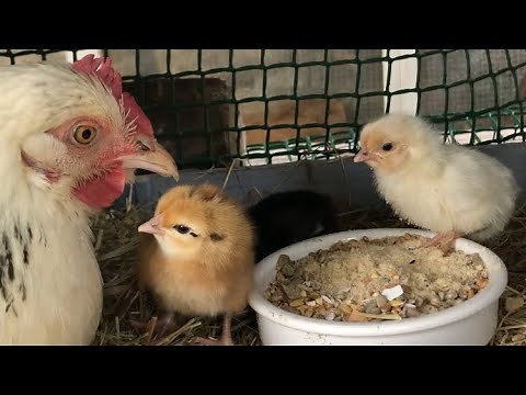 Eclosion de poussins