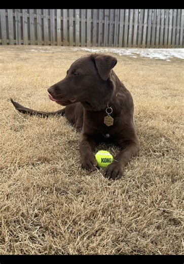 Zoomies 💨💨 #teamwork #dogpack #engage #chocolatelab #ifb