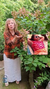 Plant these hydrangeas for Fall blooms