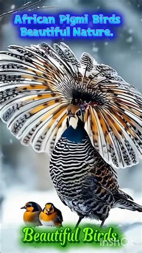 “আফ্রিকান পিগমি অসাধারণ দৃশ্য | African Pygmy Amazing View | Nature Lifestyle Video”---