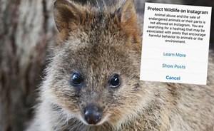 Instagram compares quokka selfies to 'animal cruelty'