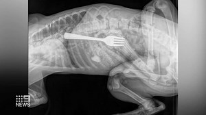 A golden retriever's love of food has got him into big trouble - the pup swallowing a metal fork while devouring a meal. #9News Read more: http://9Soci.al/wsUQ30qBF9c | 9 News