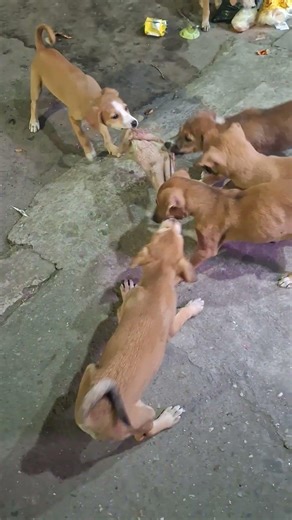 Dog - Tug of War World Championship