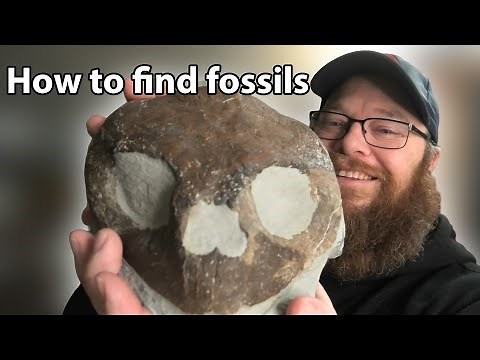 How to find amazing fossils in your area