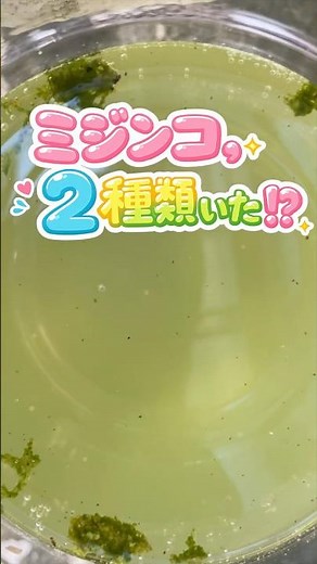 ミジンコ、2種類いた！？一体君たち誰？#ミジンコ#タマミジンコ#ケンミジンコ#生き物観察