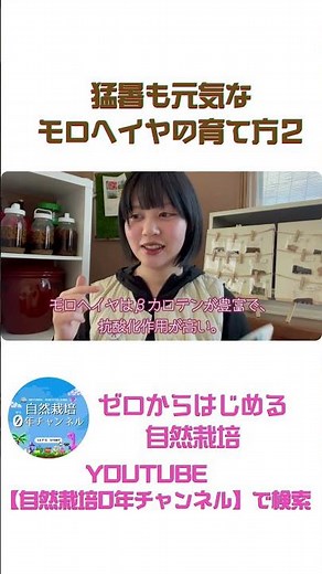 モロヘイヤ #自然栽培