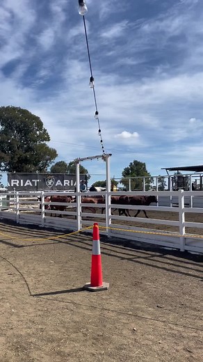ACA Juvenile Finals 2024🔥🥂🐮🐴#fyp #likeituppp #campdrafting #finals