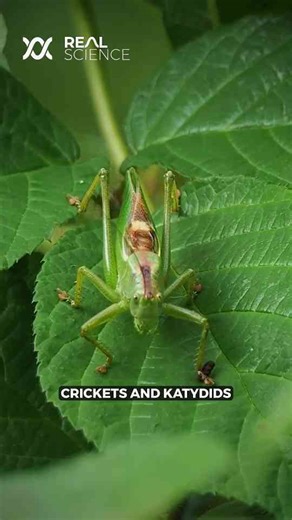 The amazing reason cicadas are so loud