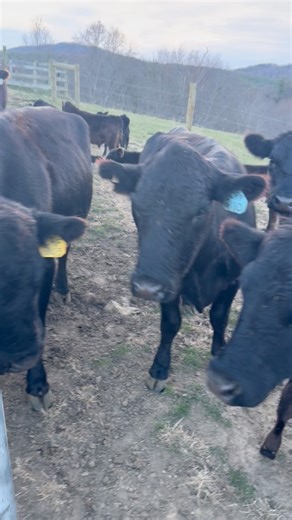 Last few acres of fresh grass, and they couldn’t be more exited 😁 #frozen #cows #winteriscoming | Wallace Andrus
