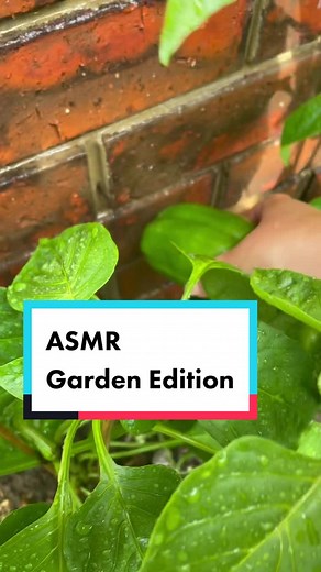 THE CRUNCH NOISE is music to my ears. 🫑🫑🫑 not sure what to do with all the 🌶🌶 #asmr #garden #veggiegarden #haul