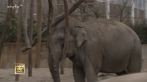 84K views · 3.2K reactions | Als Abwechslung für die Elefanten im Zoo Leipzig haben die Tierpfleger etwas "gebastelt". Ein Windspiel in XXXXL: Lange Robinienhölzer, die an einem Seil baumeln, das zwischen zwei Bäumen gespannt wird. Kommt ganz gut an ... | Elefant, Tiger & Co | Facebook