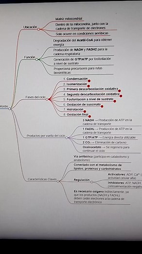 El ciclo de Krebs - Como nunca te lo contaron xd #biologia #Secundaria #preuniversitario #preparatoria #universidad #ingreso #medicina #facultad #ingresoalau #ingresomedicina #cbc #ubaxxi #uba #fmed #enfermeria #ciclodekrebs #uned