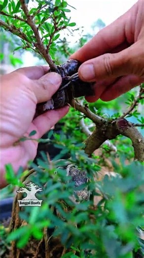 How to Keep Your Plants Thriving Easily! 🌱