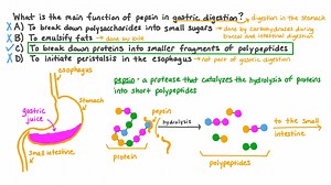 Describing the Role of Pepsin in Gastric Digestion