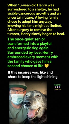 Senior Dog Gets Second Chance at Life 💛