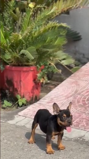 “French Bulldog Puppy For Sale 🐶💙 | Super Cute