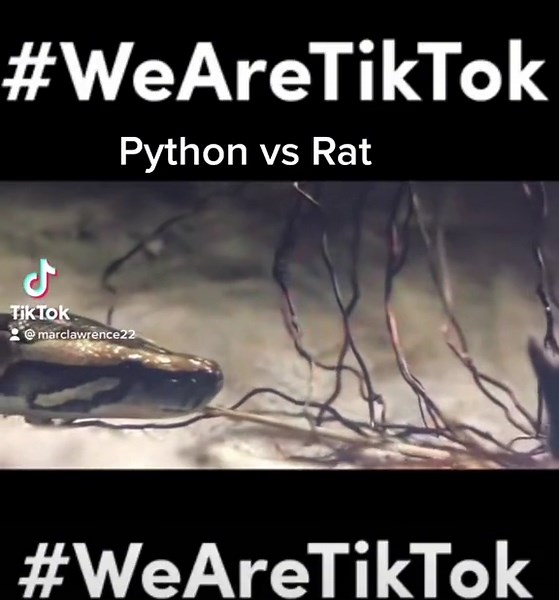 #fypシ python vs rat#fypシ