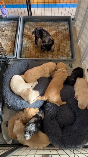 Potty training puppies is easy when you do it from the beginning! #owenadoodle #F2bGoldendoodle #owenadoodle #MultigenerationalGoldendoodle #PuppyMatchmaking #GoldendoodleObsessed #PuppyTemperament #GoldendoodleRescue #F1Goldendoodle #F1BGoldendoodle #Hypoallergenic #DoodleLovers #GoldendoodleLife #GoldendoodleTraining #GoldendoodleClub #GoldendoodleFan #GoldendoodleFun #PuppyPlaytime #HealthyPuppies #GoldendoodleJourney #GoldendoodleLifestyle #PuppyAdventures #GoldendoodleForever #DogMom #DogDa