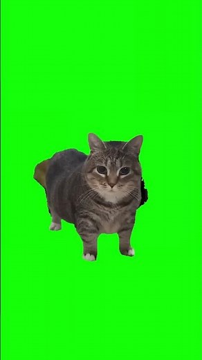 OIIA OIIA spinning cat ORIGINAL #cat #cats #catlover #catvideos #catshorts #catsofyoutube