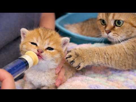Bottle Feeding the Kittens… Until the Parents Tried to Steal the Milk 😹🍼