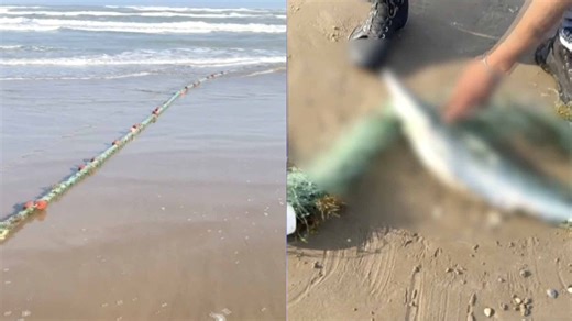 Hallan Red de Pesca con Especies Muertas en Playa Bagdad  | N