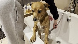 Cute brown dog being washed by her female owner after getting back from a long and muddy walk.