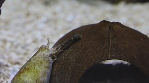 Check it out! This conch is using its long feeding tube, called a proboscis, to scrape and vacuum up its food! #DidYouKnow #marineanimals #OregonCoastAquarium #conch | Oregon Coast Aquarium
