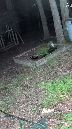 Baby is Back! #Possum