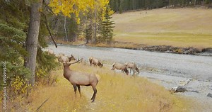 Big male elk protecting female elks with huge horns trying to cross a river in the mountains.