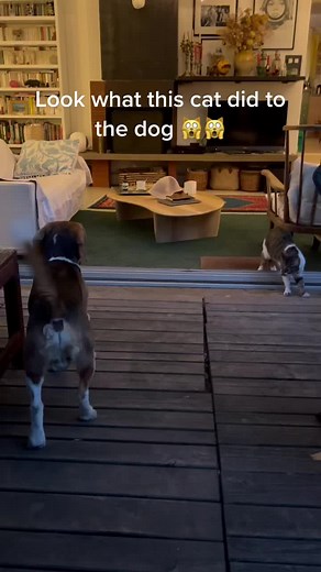 Crazy cat eats the dog https://theaitribune.com