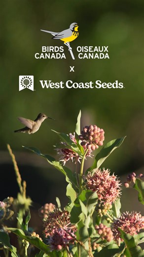 2.1K views · 21 reactions | Plant milkweed from @westcoastseeds and...