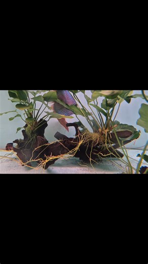 2.2K views · 24 reactions | Our main display tank is currently full of activity, with multiple Discus breeding pairs engaging in natural breeding behavior. A true showcase of healthy, well-conditioned fish. #Discus #BreedingPair #AquariumDisplay #aquaticoaquarium | Aquatico Aquarium | Facebook