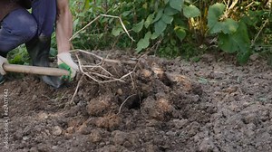 Unrecognizable farmer digs up dry potato bush. Man takes out tubers of fresh vegetables and puts on ground. Person pierces potatoes with shovel. Harvesting vegetables in autumn.
