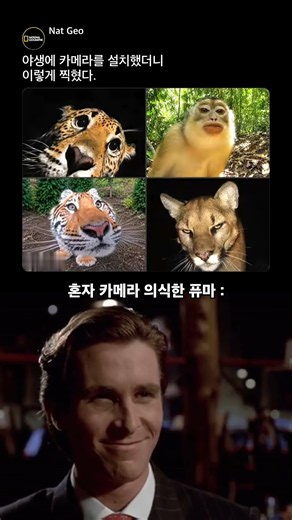 야생 카메라 앞에서 혼자 화보 찍는 퓨마