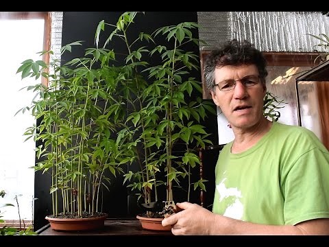 Kapok Bonsai Update, Nov 2016