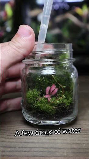 Watch How I Make a Mini Ecosystem Terrarium!