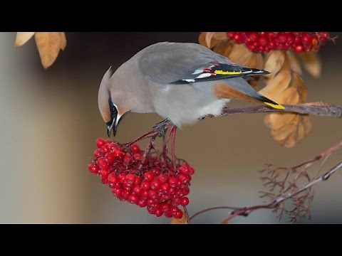 Drunk birds sober up in Environment Yukon holding tank
