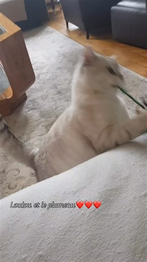 British Harmony Cattery on Reels