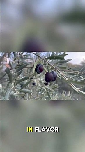 Green Olives vs Black Olives: What’s the REAL Difference?