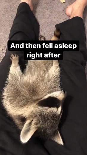 🦝💕 #babyraccoon #cuteraccoon #cute #wholesome #memes #fyp #2022 #raccoonsoftiktok #fürdich #raccoonmeme #raccoons #raccoon #foryou