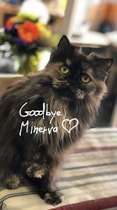 Today we had to say goodbye to Minerva. She meant everything to us and we can’t imagine a world without her. To know she will no longer wake me up every morning with her loud purr is... I don’t know... There are no words to describe the pain we feel. We love you little fluff, wherever you are now 🖤🖤🖤 | Lightning Cosplay