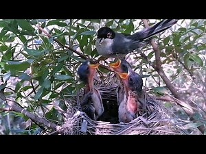 Amazing Bird Feeding Moments'#birds