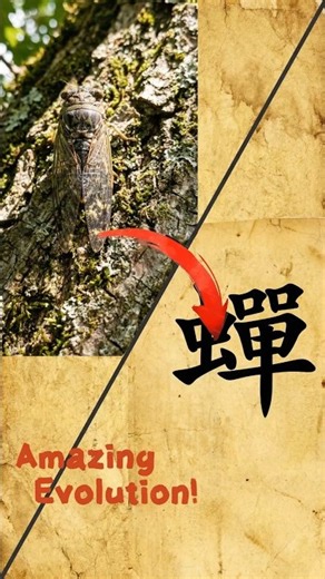 How "Chán" looks like a Cicada