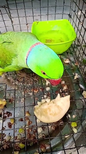 mithhu ko bhuk lagi #follow #talkingparot #parrot #funny #nature #comedy #funnymoment #funnyreel